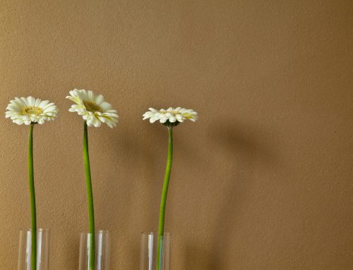 Flauschige Frühlingsschafe in gute Hände abzugeben